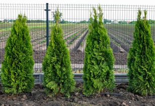 Przytnij w tym terminie. Tuje szybko się odwdzięczą