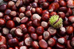 Skup kasztanów jest hitem. Ale to nie jedyny pomysł