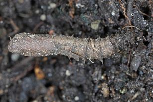 Rozeszły się po Polsce. Wślizgują się do domów