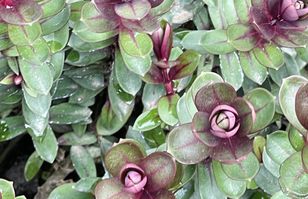 Piękna przez cały rok. Przyciągnie wzrok sąsiada