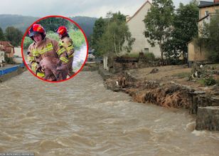 Poruszająca relacja. Dzikie zwierzęta same podchodzą do ludzi