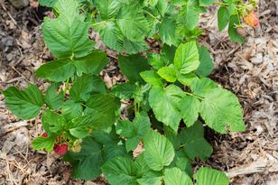 Jesienią rozsyp pod malinami. Przyszłe zbiory cię zaskoczą