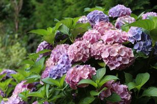 Wylej pod hortensjami. Będą uginać się od kwiatów