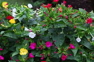 Posadź przed domem. Wieczorem sobie podziękujesz