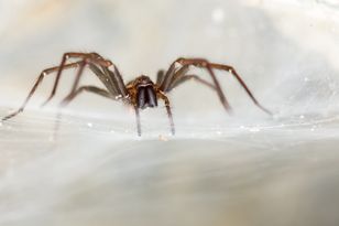 Zapach, którego nie cierpią. Tani sposób na odstraszenie pająków