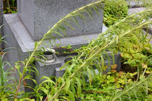 Wylej wokół grobu.