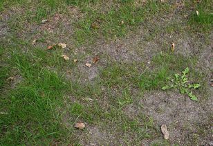 Rozsyp przed zimą na trawniku. Podziękujesz sobie wiosną