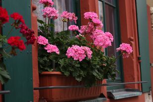 Przytnij w tym miejscu. W sezonie pelargonia obsypie się kwiatami