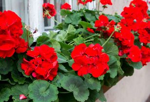 Jak zadbać o pelargonie przed zimą? To już ostatni dzwonek