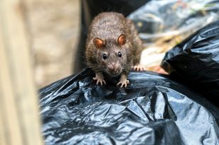 Rozsyp w kilku miejscach. Szczury nawet się nie zbliżą