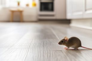Koniec z myszami w domu. Ten kosmetyk je skutecznie odstraszy