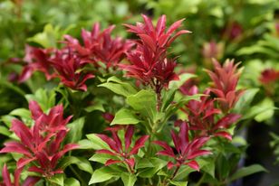 Ten krzew będzie zdobił ogród nawet jesienią i zimą. To alternatywa dla róży, ale prostsza w uprawie