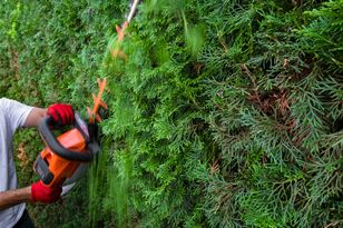 Wyciąłeś tuję bez pozwolenia? Możesz zapłacić mandat
