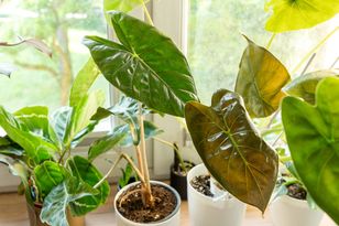 Dodaj do skorupek jajek i zblenduj. Ten nawóz wzmocni rośliny nawet zimą