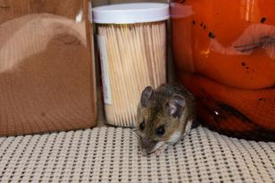 Myszy grasują w domu? Rozłóż za meblami. Uciekną w popłochu
