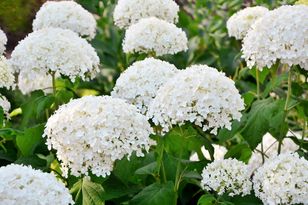 Ostatni dzwonek dla hortensji. Inaczej roślina zmarnieje