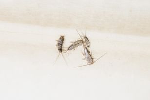 Rozsyp w łazience. Rybiki szybko uciekną