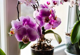 Podlej tym storczyka. Będzie uginać się od kwiatów