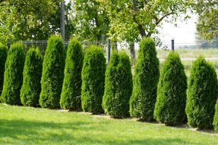 Rozpuść kostkę w wodzie i podlej. Tuje wystrzelą na wiosnę