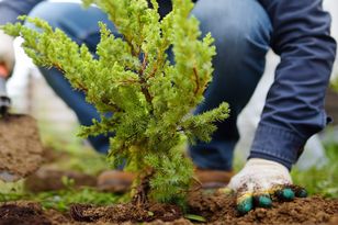 Rozsyp wokół roślin w listopadzie. Tak zabezpieczysz je na zimę