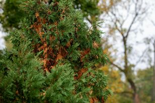Nigdy nie rób tego jesienią. Tuje zaczną sypać się w oczach