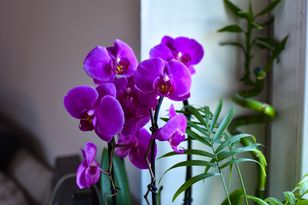 Wystarczy, że przetrzesz nią liście. Storczyk będzie kwitł jak nigdy