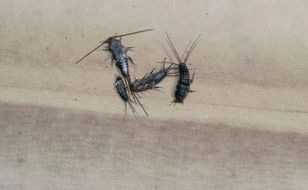 Widzisz w domu? To zły znak. Nie wchodzą bez powodu