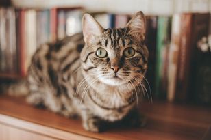 Jeśli tego nie zrobisz, możesz zaszkodzić swojemu kotu. Zajmie tylko kwadrans