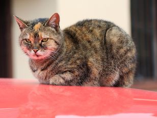 Zagadkowa pozycja kota. Dlaczego zwija się „na chlebek”?