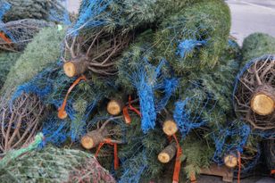 Przynosisz do domu żywą choinkę? Leśnicy apelują o ostrożność