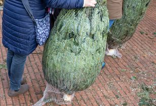 Robaki w choince? Jest na to prosty sposób