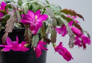 Zrób przed 15 grudnia. W święta będzie uginać się od kwiatów