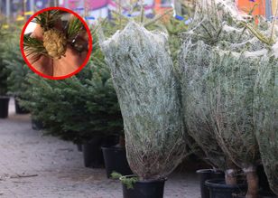 Widzisz taki kokon? Lepiej od razu go zdejmij z choinki