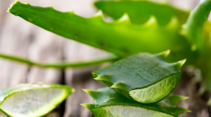Postaw tę roślinę na parapecie, a nie będziesz żałować. To sekret zdrowia i urody