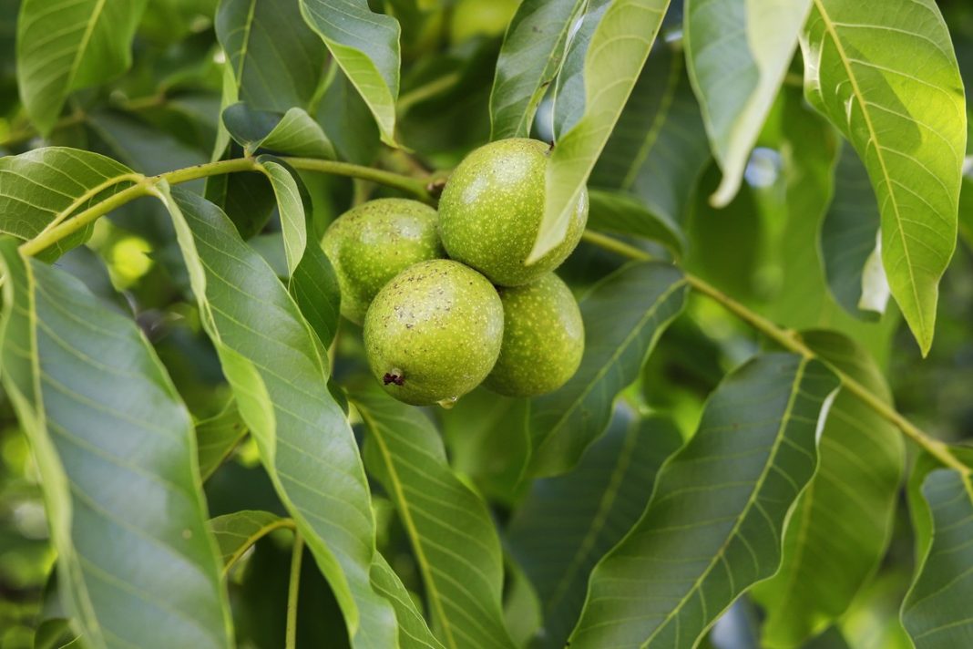 To idealny moment, by je jeść. Poprawiają pamięć i pracę tarczycy