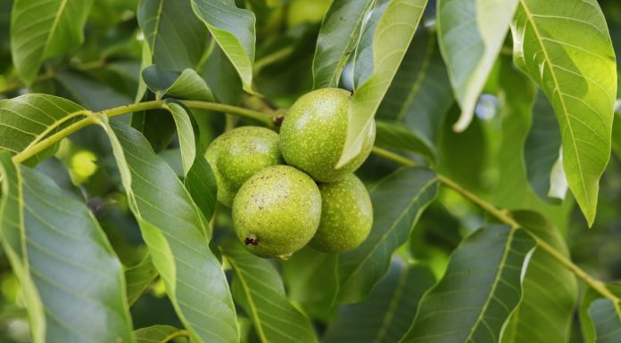 To idealny moment, by je jeść. Poprawiają pamięć i pracę tarczycy