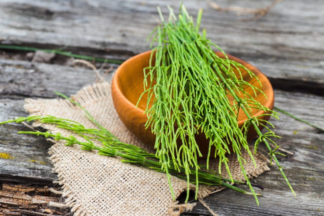 Cztery dobre szampony ze skrzypem polnym. Wzmacniają włosy i zapobiegają wypadaniu