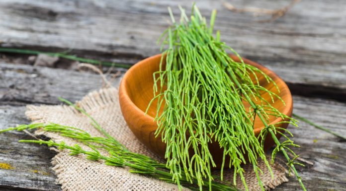 Cztery dobre szampony ze skrzypem polnym. Wzmacniają włosy i zapobiegają wypadaniu