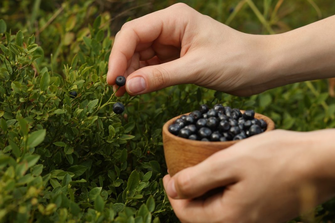 Przepisy na domowe kosmetyki z borówek. Są tanie i skuteczne