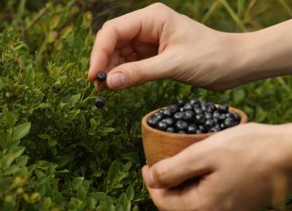 Przepisy na domowe kosmetyki z borówek. Są tanie i skuteczne