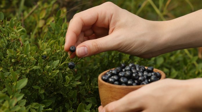 Przepisy na domowe kosmetyki z borówek. Są tanie i skuteczne